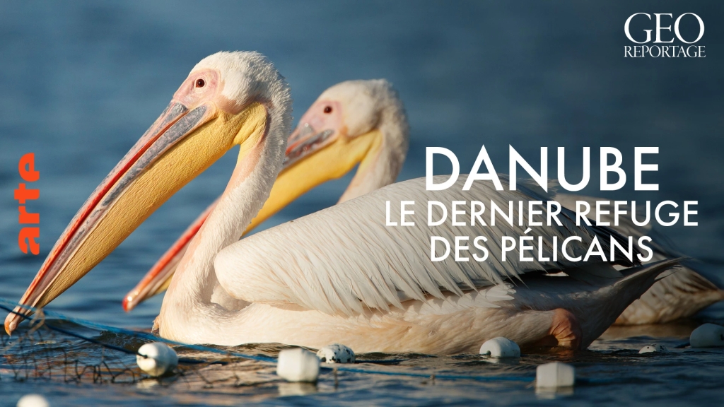 Delta du Danube : tensions entre pêcheurs, écologistes et touristes autour des pélicans